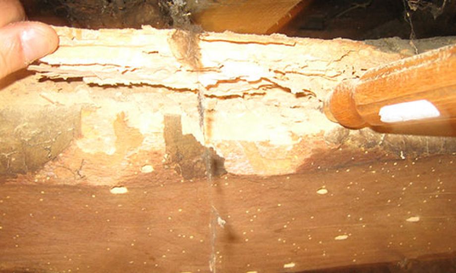 Un morceau de bois infesté dans le Pas-de-Calais