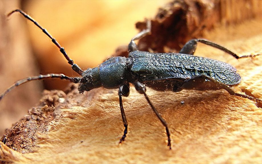 Capricorne des maisons dans le Pas-de-Calais