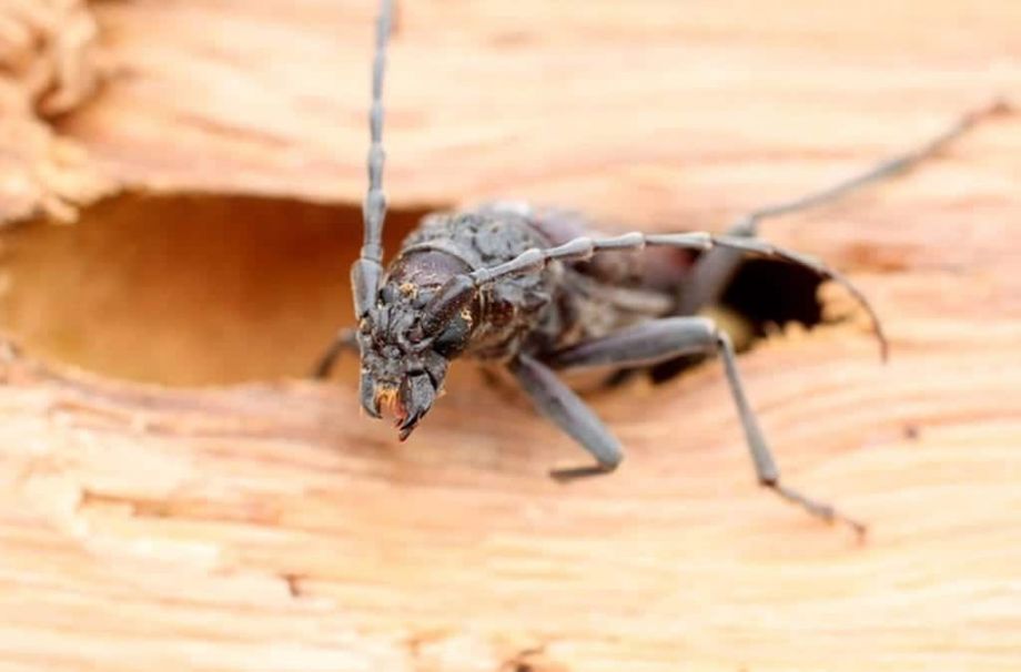 Les insectes du bois en Franche-Comté