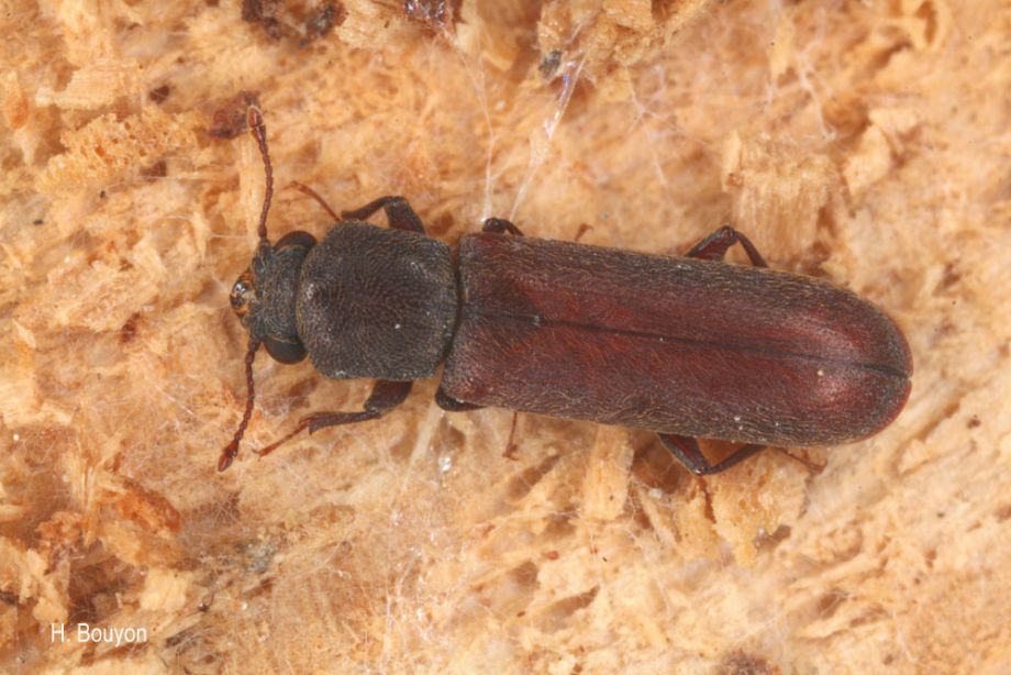 Insectes xylophages à Arras