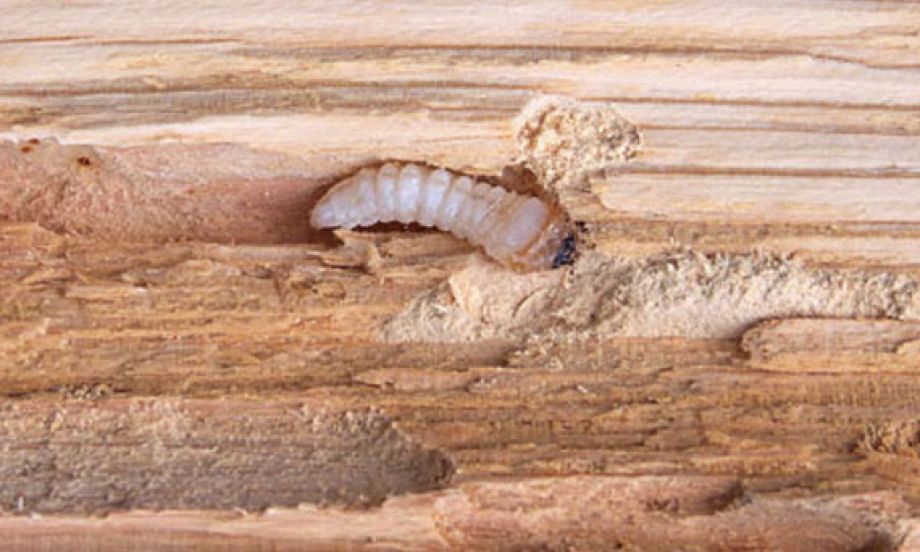 Insectes xylophages à Dijon