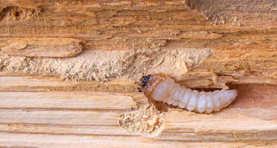 Larve xylophage dans du bois en Loire-Atlantique