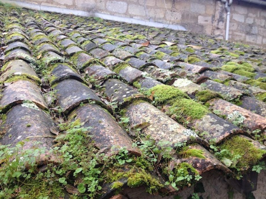 Mousses sur le toit en Franche-Comté
