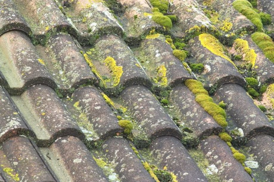 Mousse sur les tuiles au Pas-de-Calais