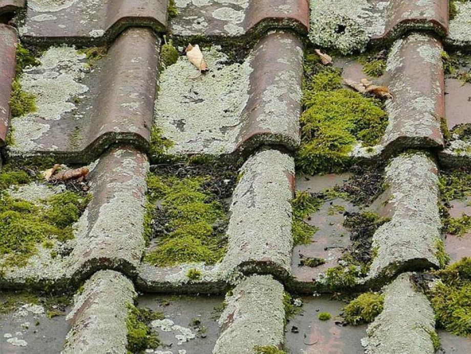 Les mousses en Loire-Atlantique