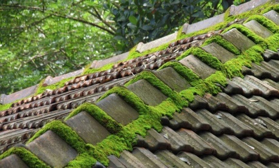 Nettoyer les mousses sur le toit dans le Pas-de-Calais