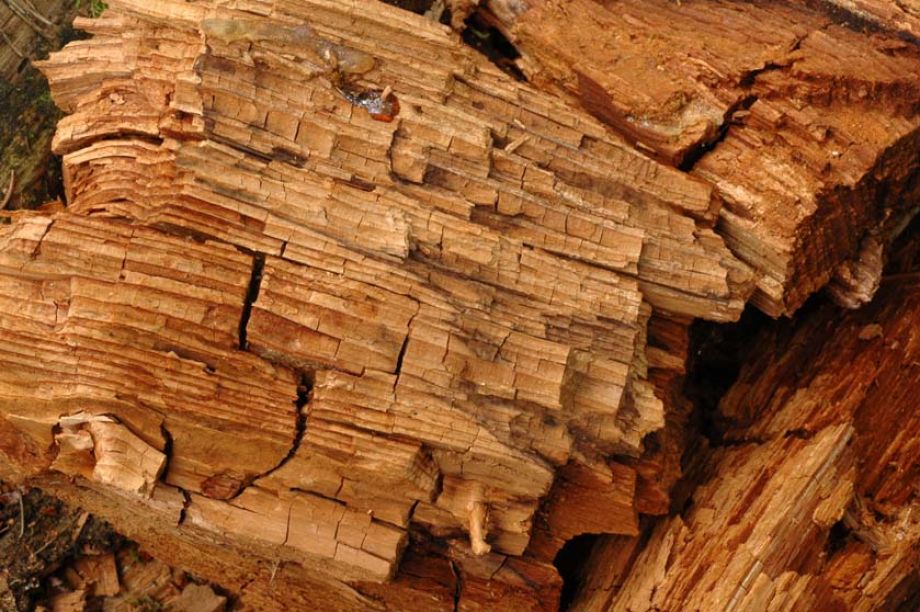 Pourriture cubique en Franche-Comté