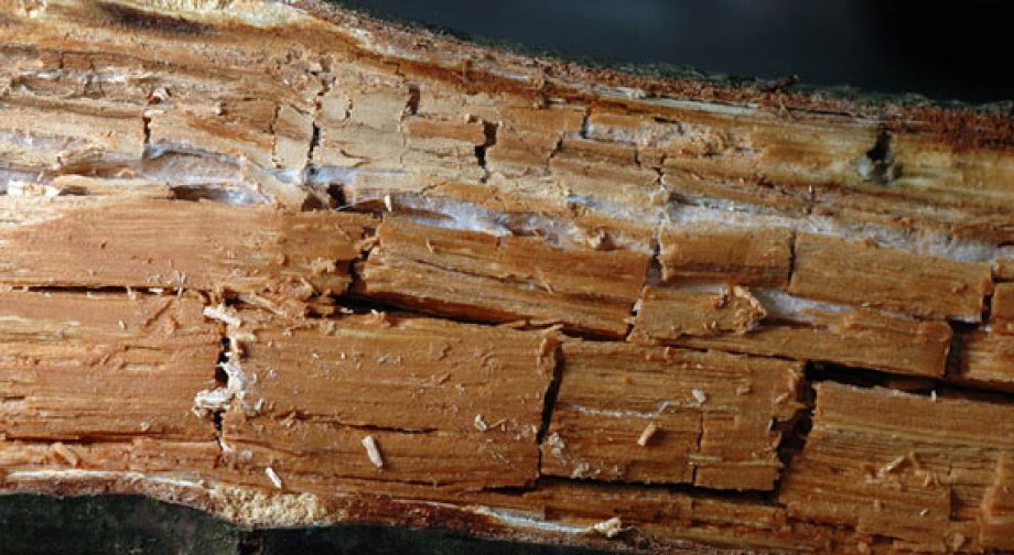 Pourriture cubique en Loire-Atlantique