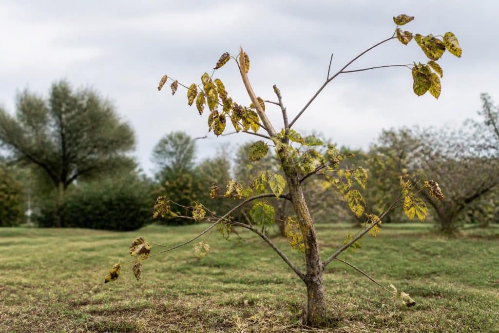 découvrez les inconvénients de l'arbre de judée, notamment sa croissance lente, sa fragilité et sa susceptibilité aux maladies fréquentes, pour mieux comprendre ses contraintes en jardinage.