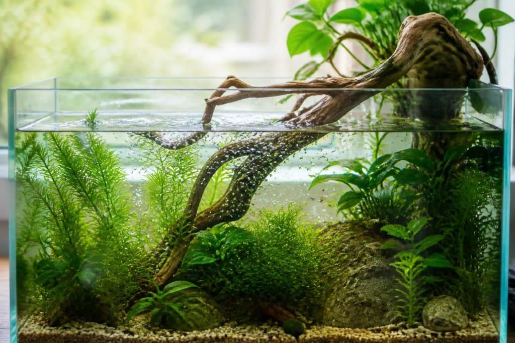 découvrez des méthodes naturelles pour oxygéner votre aquarium sans utiliser de pompe, afin d'assurer un environnement sain et équilibré pour vos poissons.