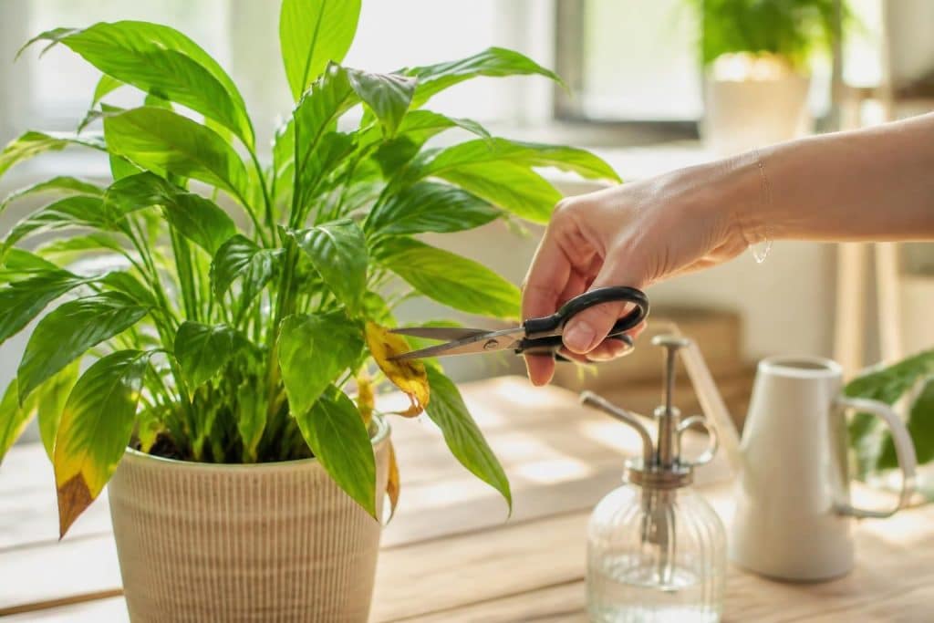 découvrez pourquoi il est important de couper les feuilles jaunissantes et apprenez les meilleurs conseils pour entretenir vos plantes et favoriser leur croissance saine.