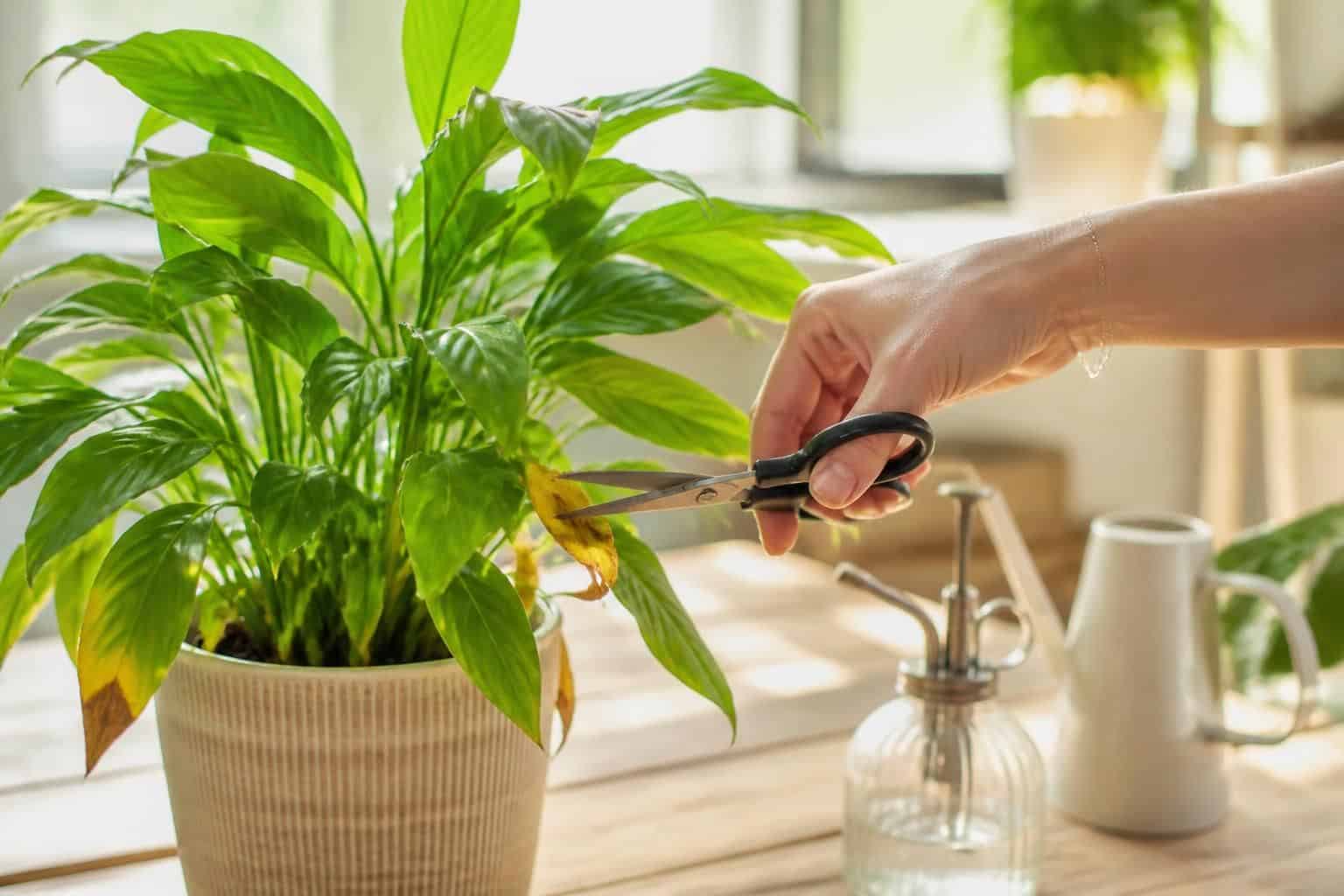 découvrez pourquoi il est important de couper les feuilles jaunissantes et apprenez les meilleurs conseils pour entretenir vos plantes et favoriser leur croissance saine.