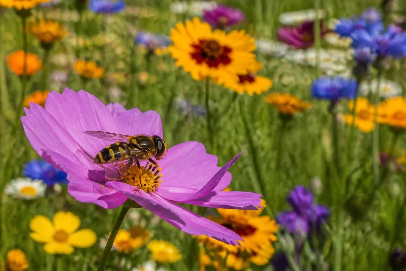 découvrez l'eristale, son identification, son habitat naturel et son rôle essentiel dans la pollinisation pour mieux comprendre cette mouche utile à l'écosystème.
