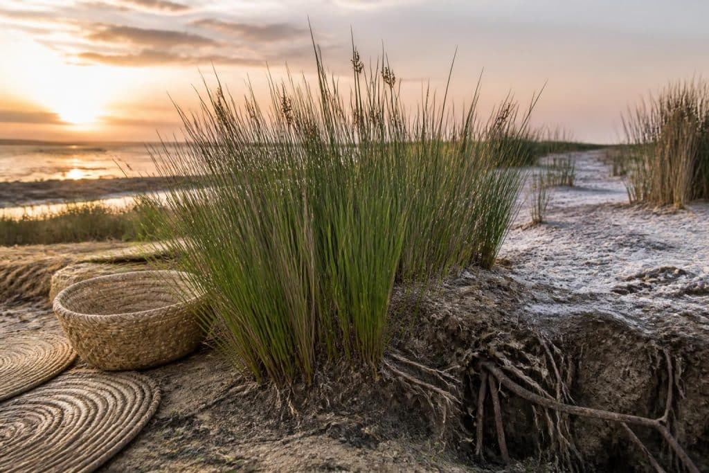 découvrez les avantages et inconvénients essentiels du jonc de mer pour bien choisir ce matériau naturel, durable et esthétique dans vos projets de décoration et aménagement.
