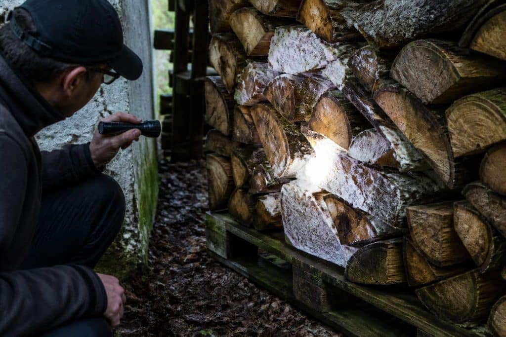 découvrez comment détecter et prévenir efficacement la mérule sur votre bois de chauffage afin de protéger votre maison contre ce champignon destructeur.